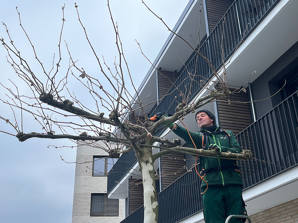 Pflege und Schnitt der Dachplatane Pflege und Schnitt der Dachplatane