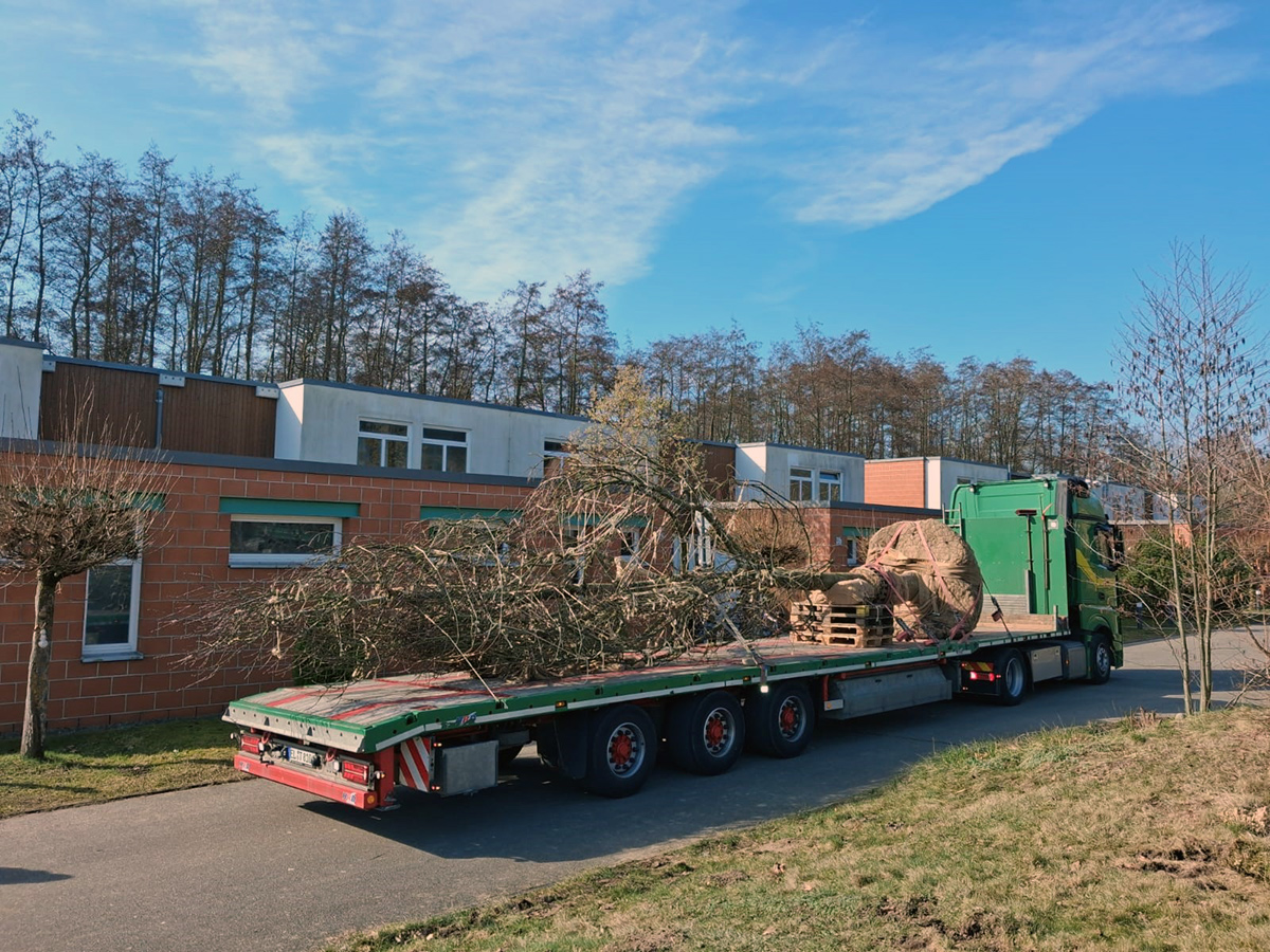 Großbaumpflanzung in Rostock Großbaumpflanzung in Rostock